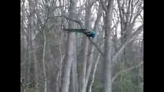 peacock flying 2 tree to roost for the night