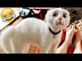 Funniest Dog And Cat Videos - Best Funny Animals Videos 2023😇#3