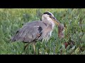 Great blue heron catches ginormous gopher in dramatic fashion