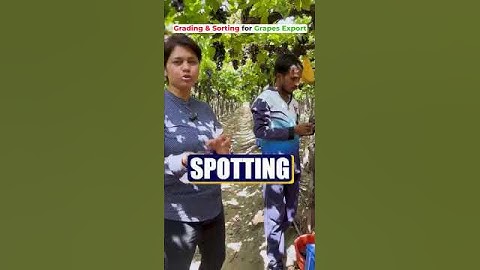 Grapes Export - Harvesting, Grading, Sorting and Packing!! #kdsushma #AgriExport #GrapesExport