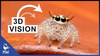 Jumping Spider  Cutest Arachnids in the World