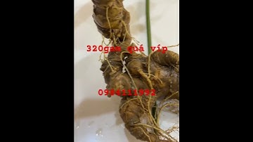 Củ #Sâm Rừng VIp nặng 320gr, dáng uốn lượn cực đẹp. Bộ rễ phiêu quá đỉnh. #sâm_lai_châu_rừng
