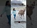 Leh Ladakh Double Humped Camel Bactrian Camel Bactraincamel Camel Nubra Leh Ladakh Camels