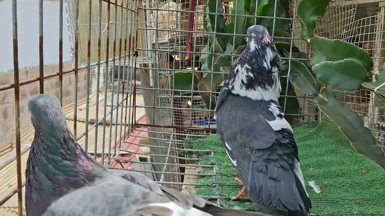 Palomas buchon pareja de clase 2025  ,,  buena raza