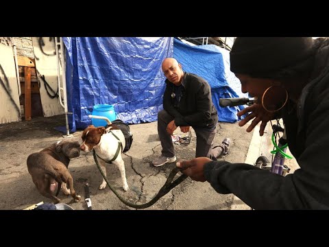 Crusading vet treats
