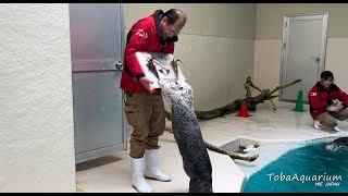 ラッコ「メイ」がふるさと応援大使に任'メイ'されました！ by 鳥羽水族館 TOBA AQUARIUM 25,881 views 10 days ago 2 minutes, 19 seconds