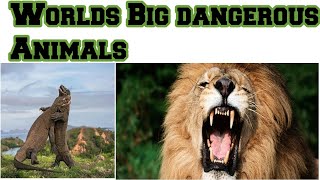 World Big Animals Top 10 Video Animal And Birds