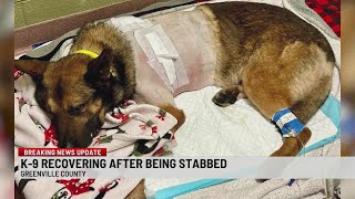 K-9 recovering after being stabbed