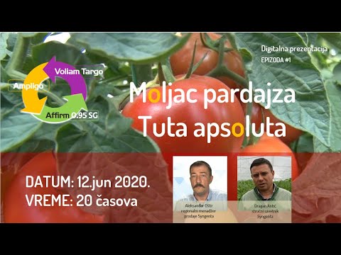 Moljac paradajza (Tuta apsoluta) i Syngenta rešenja