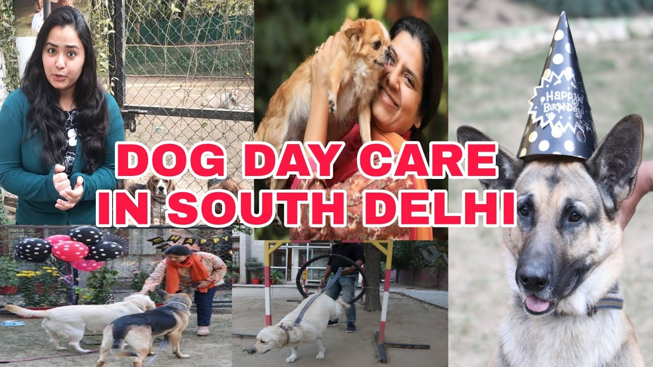 Dog Day Care in South Delhi Dog Boarding in Delhi Dog Care Center
