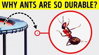 Even Biggest Bug Lover Doesn't Know These Facts