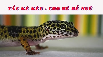 Tắc kè kêu cho bé ngủ ngon Hình ảnh và tiếng kêu của Tắc kè - Gecko sound