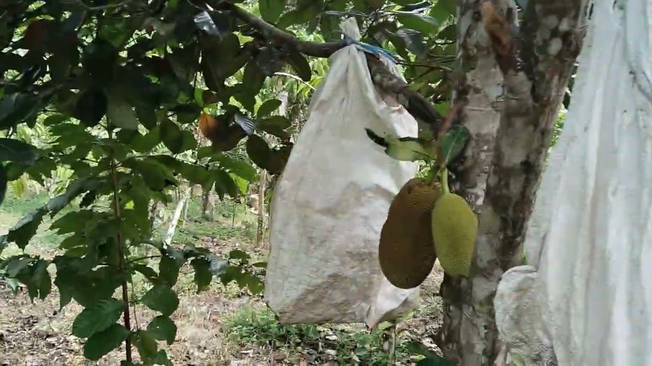 LIHAT KEBUN NANGKA DAK BANYAK BUAH
