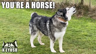 Husky Tries To Get Horse To TALK To Him! & Impress Them!