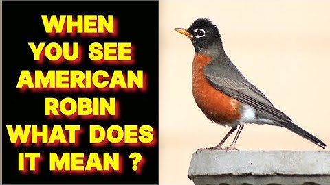 WHEN YOU SEE AN AMERICAN ROBIN BIRD WHAT DOES IT MEAN ?