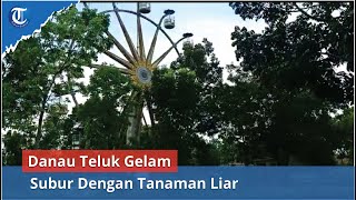 Danau Teluk Gelam Subur Dengan Tanaman Liar