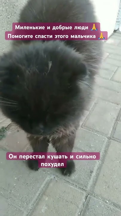 Котик перестал кушать и сильно похудел 😣миленькие не проходите мимо ...