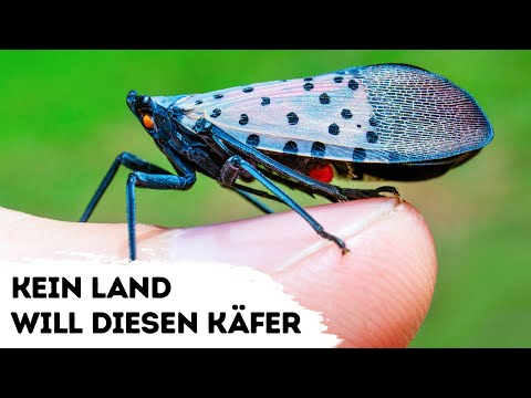 Video: Gefleckte Laternenfliege Schaden: Tipps zur Bekämpfung von Gefleckten Laternenfliegen