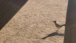 Roadrunner