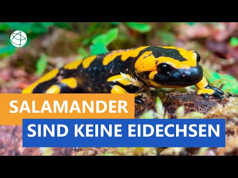 Video: Soll ich meinen Salamander füttern?