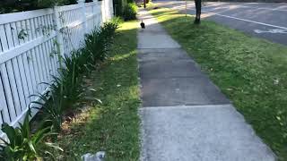 Happily chasing a turkey when a dead wallaby jumps out at you by seedyrom 70 views 2 years ago 41 seconds