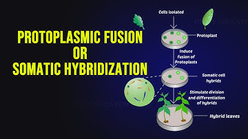 Protoplasmic Fusion or Somatic Hybridization