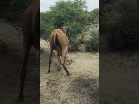 ٱل ج م ل ف ي ٱل ف يد ي و م م س ك ب ن ف س ه و ي ج ر ن ف س ه إ ل ى ٱل أ س ف ل