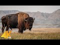 4K Incredible Wild Animals of the World - Scenic Wildlife Video with Nature Sounds - Part #1