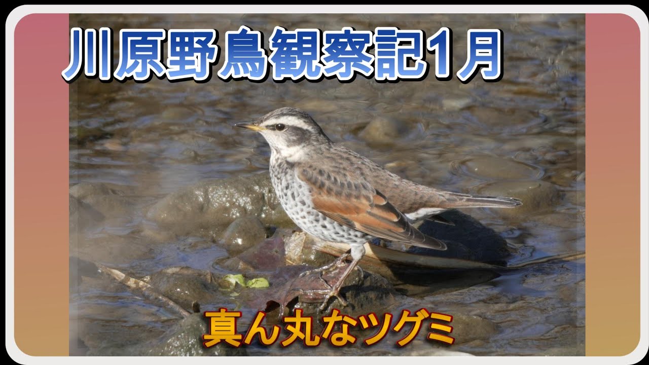 真ん丸なツグミ【２０２６年１月川原野鳥観察記】