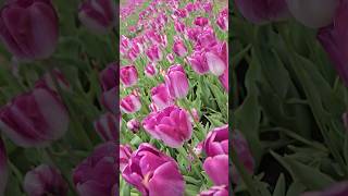 Blossom 🌸 #shorts #viral #music #tulip
