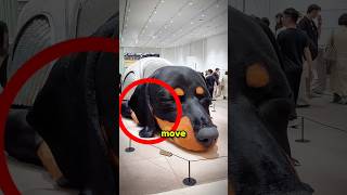 Sleeping Guard Dog Or Is It🐕👀