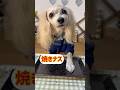 【おしゃべり犬】なんだってぇ！って言ってまーすwちょこっと動画No.64 #しゃべる犬 #かわいい犬 #おもしろ犬 #賢い犬 #kawaii #犬のいる生活 #しんちゃん