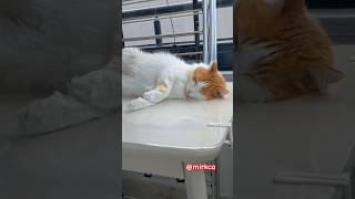 Uyuyan Tatlıtüy Cat
