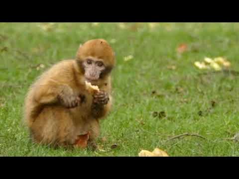monkey | monkey is playing | monkeys live