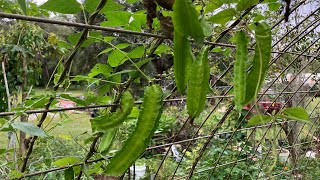 Amazing Bean Plant That Survived Two Hurricanes and Is Still Producing Food!