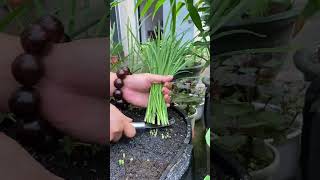 Cutting Leeks Vegetables At Home Leeks Leeks Roots