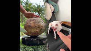 Download Lagu The Kuchi Kuchi attack again🤣!!(הקוצ׳י קוצ׳י מכה שנית) #fyp #chihuahua #nikiozeri #angrydog MP3