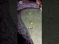 素手で捕獲!?伝統のイカ漁テクニック