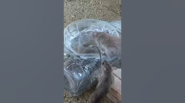 Small Plastic Bottle Mouse Trap | DIY Homemade 2021 part 03