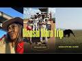 Maasai Mara Safari We Came Face To Face With A Pride Of Lions Cheetah Elephants Maasai Village