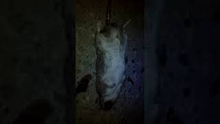 Мёртвая крыса на одной из улиц Солигалича