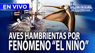 🟠 EN VIVO – EL DOMINICAL PROGRAMA COMPLETO | 2 DE AGOSTO DEL 2026