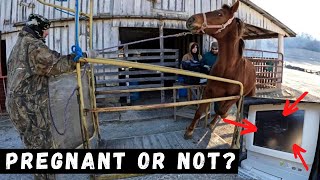 Pregnant Checking 6 Horses! We Were SHOCKED At What We Found!!!