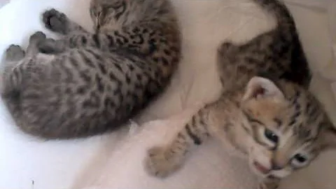 Video 2782211: cat f2 savannah kitten, little savannah, cat quality kittens, domestic feline, kittens growing