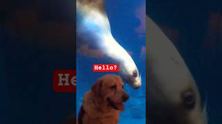 Unbelievable Stella The Sea Lions First Meeting With A Dog