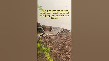 Dangerous boa constrictor 🐍 with advanced heart monitoring technology :o #snake #zoo #animals