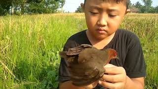 Burung  Tikus Tikusan Mata Merahrice Field Bird Farm