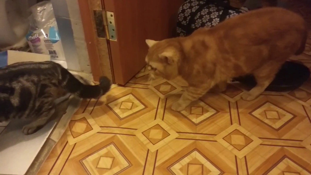 Принесли коту блин кошку))