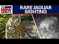 WATCH: Rare jaguar spotted roaming southern Arizona