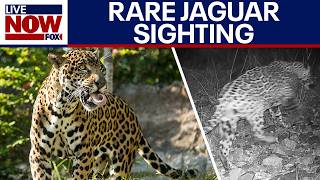 WATCH: Rare jaguar spotted roaming southern Arizona